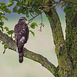 Birds of prey